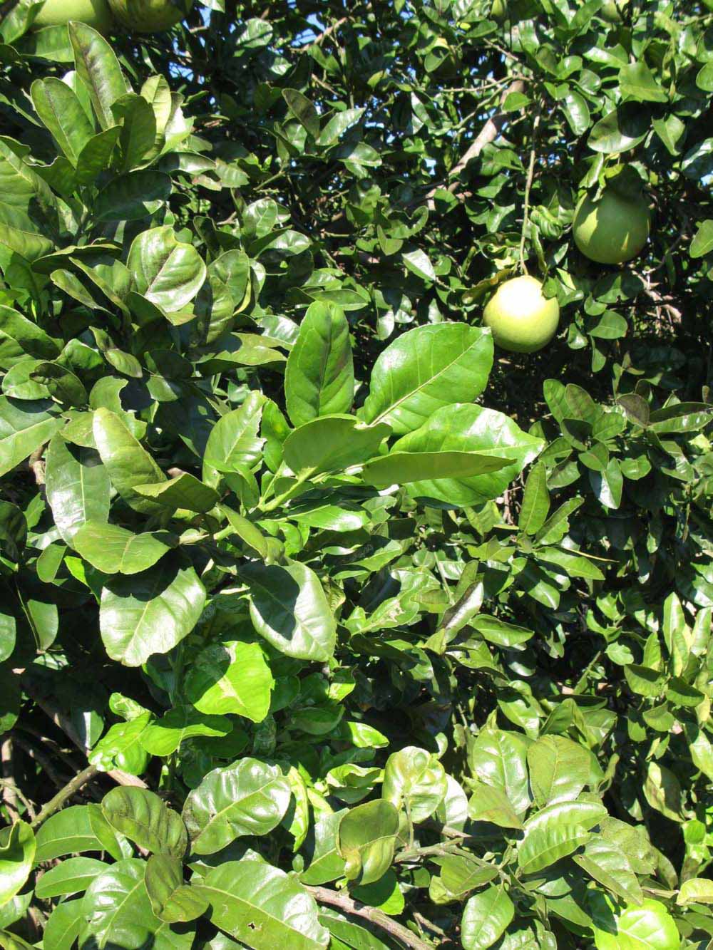              Sun leaves (Winter Haven, FL)       